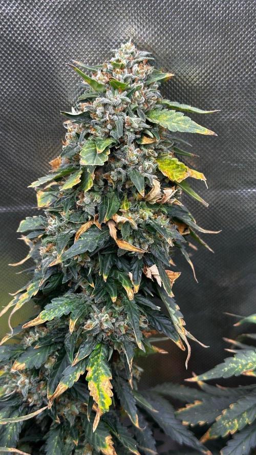 Doug's Varin - Small Tent Summer 2026. Week 19 - Week 9 Flower