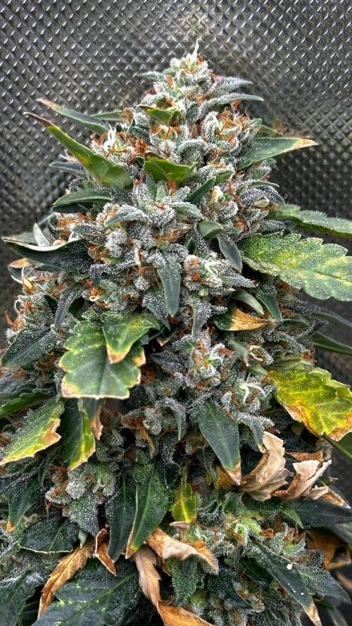 Doug's Varin - Small Tent Summer 2026. Week 19 - Week 9 Flower
