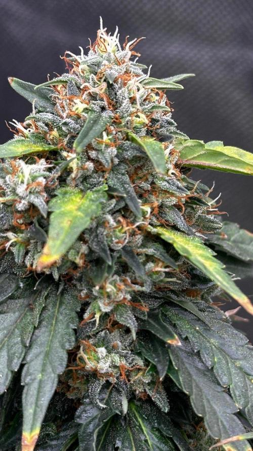 Doug's Varin - Small Tent Summer 2026. Week 19 - Week 9 Flower