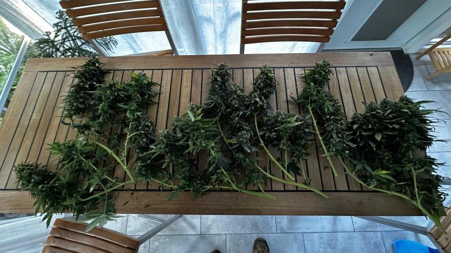 Doug's Varin - Small Tent Summer 2026. Week 20 - Week 10 Flower/Harvest