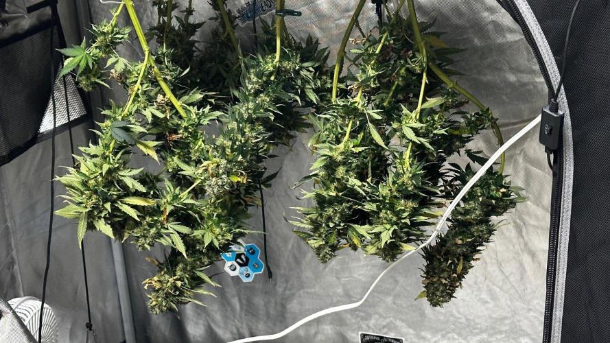 Doug's Varin - Small Tent Summer 2026. Week 20 - Week 10 Flower/Harvest