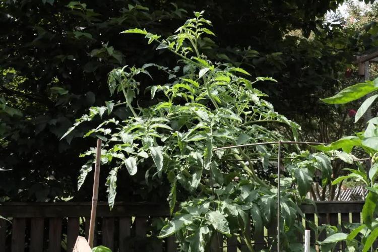 Pineapple Muffin Outdoor - Summer 2026