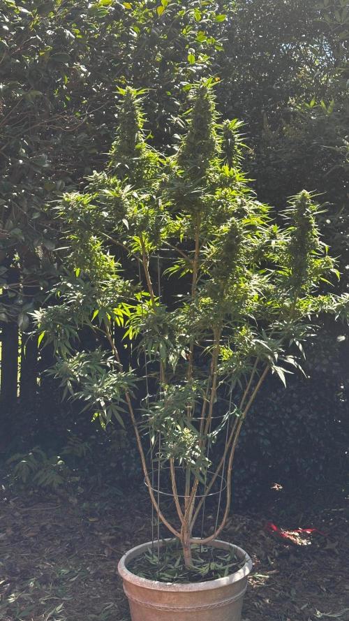 Pineapple Muffin Outdoor - Summer 2026. Week 22 - Week 6 Flower