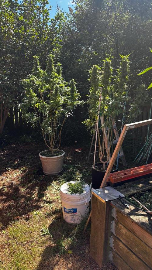 Pineapple Muffin Outdoor - Summer 2026. Week 22 - Week 6 Flower