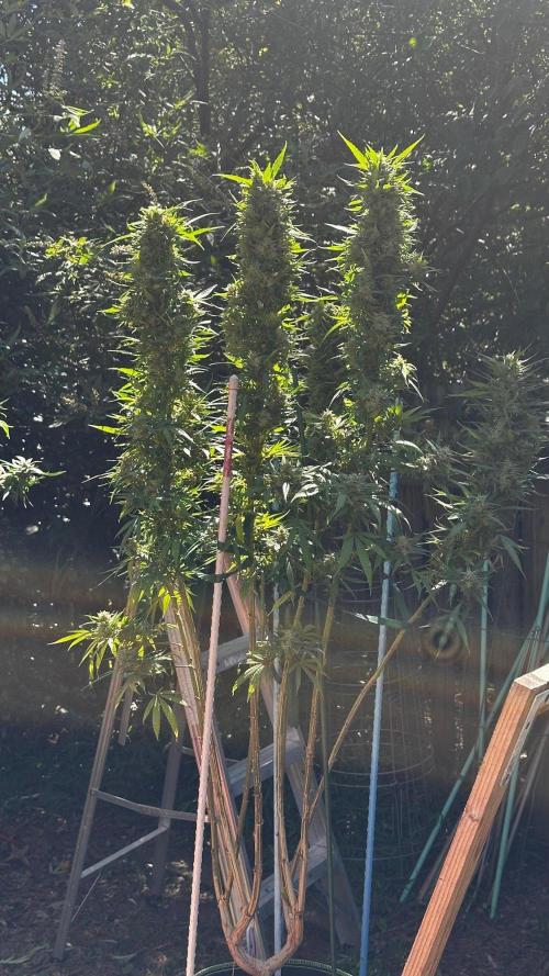Pineapple Muffin Outdoor - Summer 2026. Week 22 - Week 6 Flower