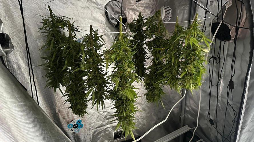 Pineapple Muffin Outdoor - Summer 2026. Week 23