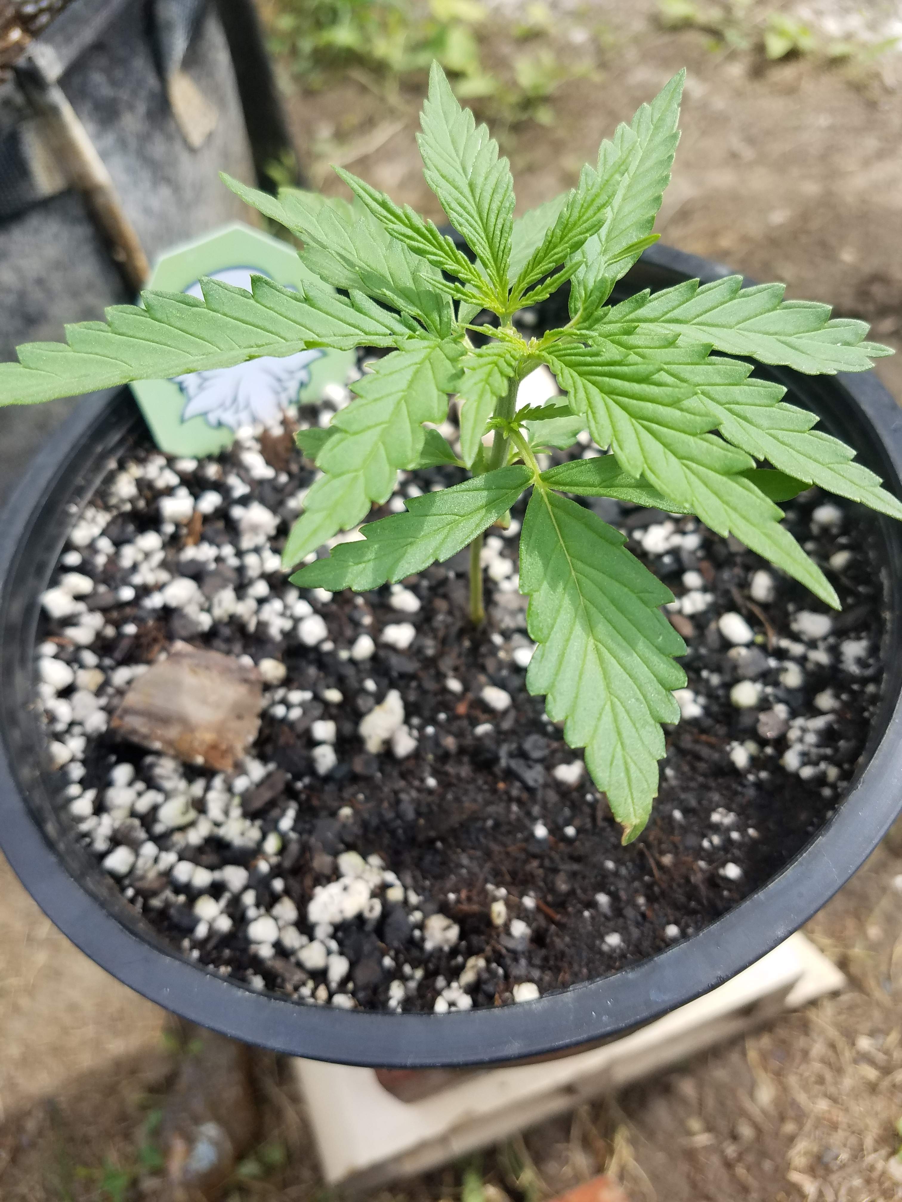 Super Critical Bud CBD 3 grow diary (journal) week2 by Caretaker