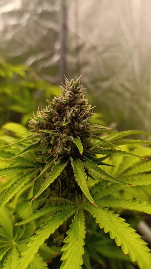 Hot summer 2k25 / Radical Juice