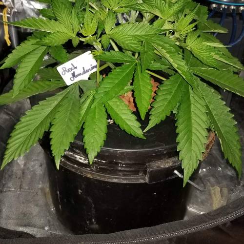 Red mandarine . Week 3