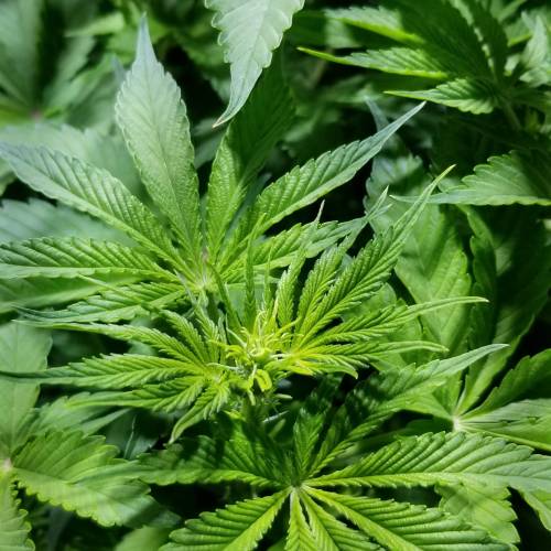 Red mandarine . Week 4