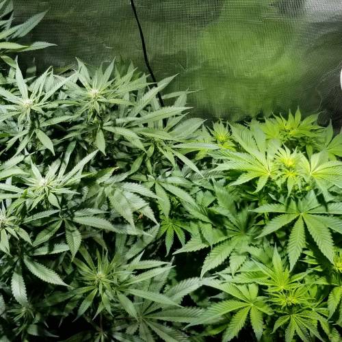 Red mandarine . Week 4