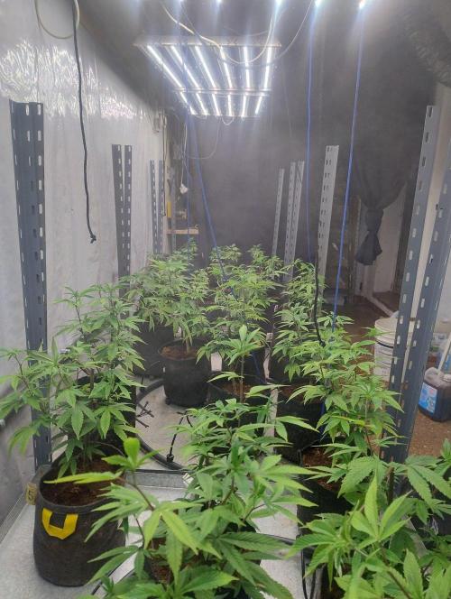 Tepache and Cheeta Piss- Coco Growroom. Week 2 - 20/7 