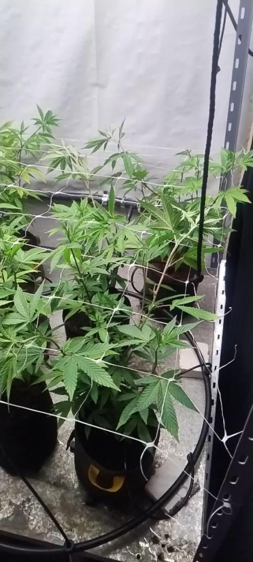 Tepache and Cheeta Piss- Coco Growroom