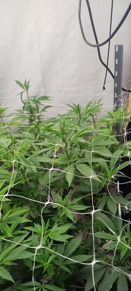 Tepache and Cheeta Piss- Coco Growroom