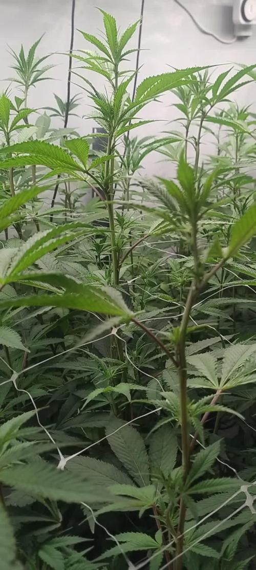 Tepache and Cheeta Piss- Coco Growroom