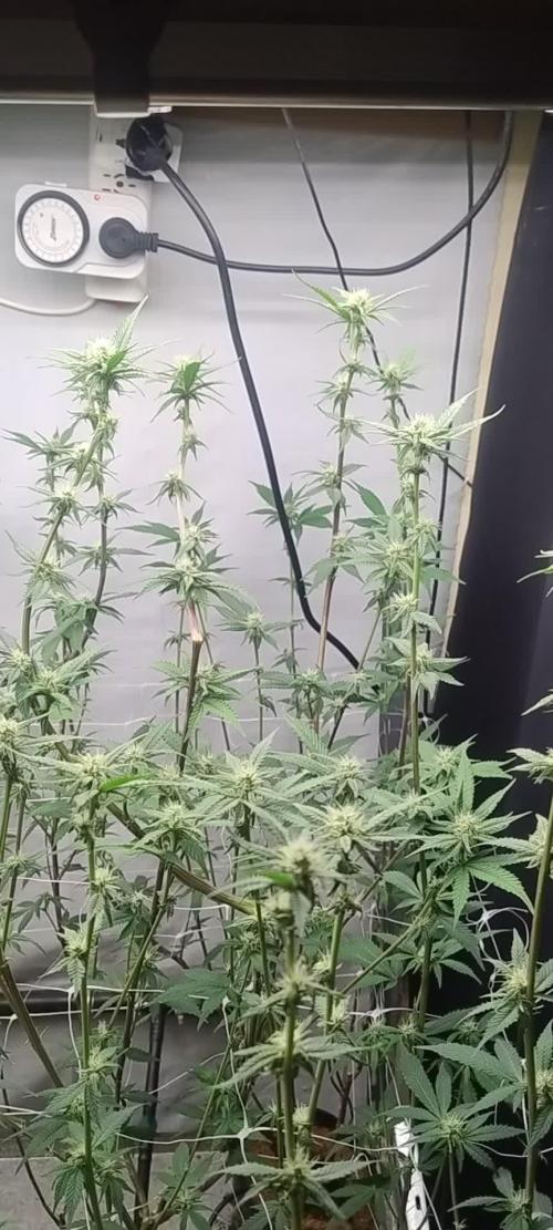 Tepache and Cheeta Piss- Coco Growroom