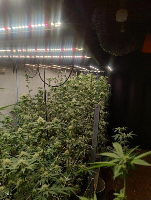 Tepache and Cheeta Piss- Coco Growroom. Week 9 - 7/9