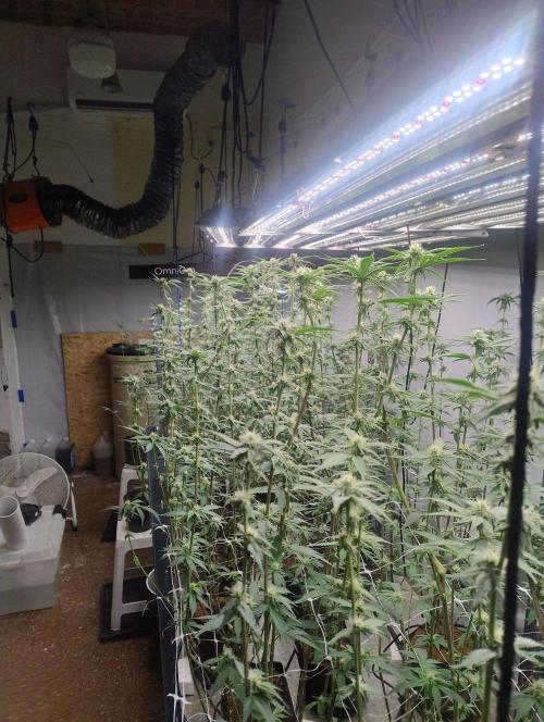 Tepache and Cheeta Piss- Coco Growroom. Week 9 - 7/9
