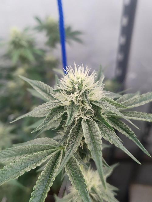 Tepache and Cheeta Piss- Coco Growroom. Week 9 - Cheetah Piss 7/9