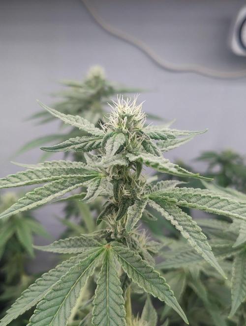 Tepache and Cheeta Piss- Coco Growroom. Week 9 - Tepache 7/9