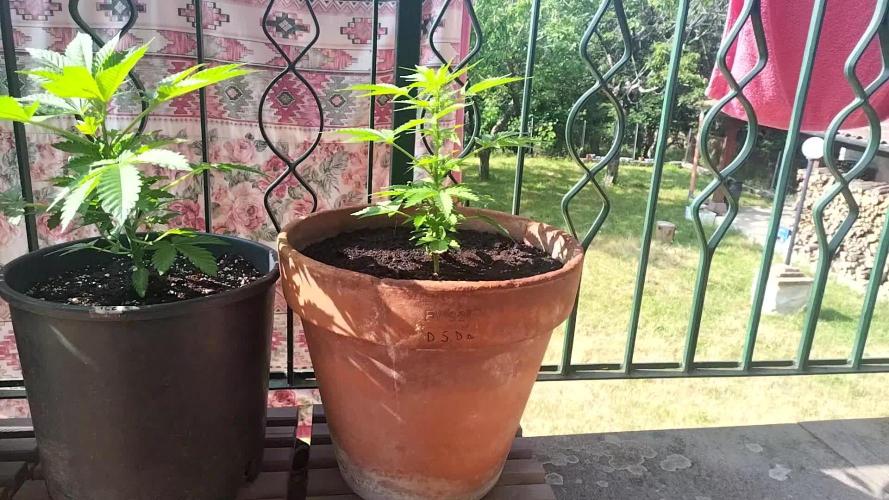 Royal Queen Seeds, a HIGH story in the mountains!