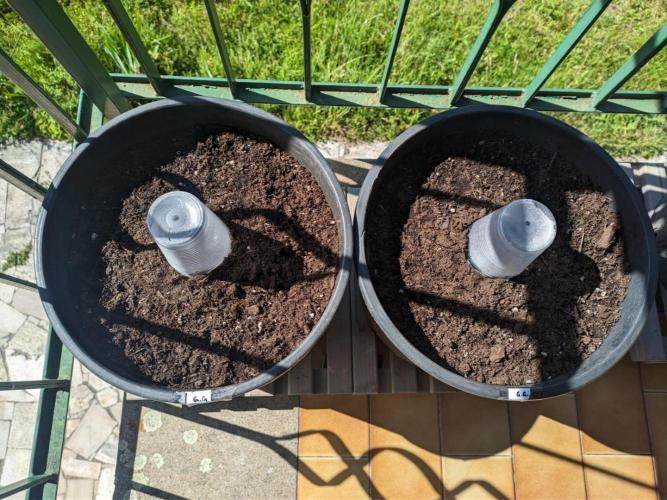 Apes Are Stronger Together (Feat. GG). Week 0 - CRACKED SEEDS WAIT UNDER THE GLASS