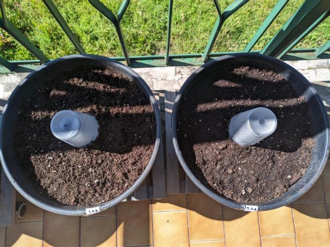 Sticky Growth in the Mountains. Week 0 - CRACKED SEEDS WAIT UNDER THE GLASS