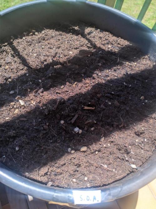 Sticky Growth in the Mountains. Week 1 - Mon 25 May, 
One seed is rising from the ground! 