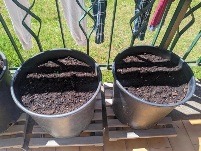 Sticky Growth in the Mountains. Week 1 - Sat. 30 May, 
Seedling from Monday VS the other 3 waiting
