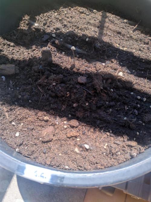 Apes Are Stronger Together (Feat. GG). Week 1 - Monday 25, only one "shy" seed came out but stayed in the shell (story below)