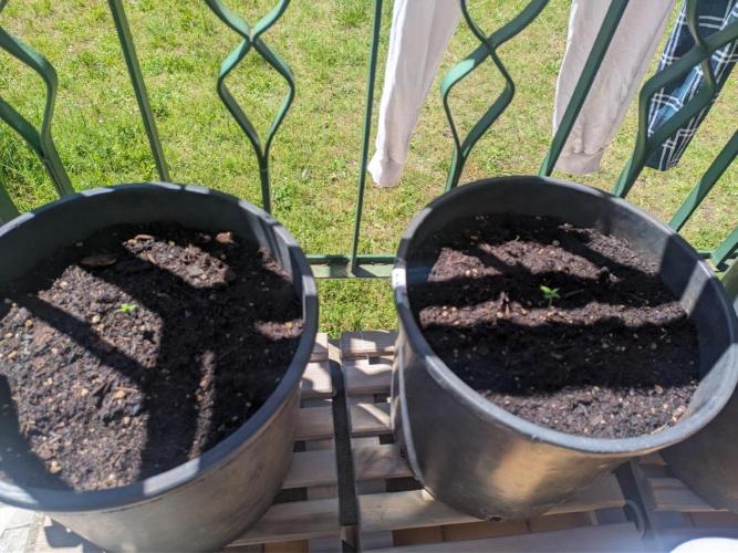 Apes Are Stronger Together (Feat. GG). Week 1 - Both Gorilla Auto seednling, 
R: normal one came later
L: the one of the story