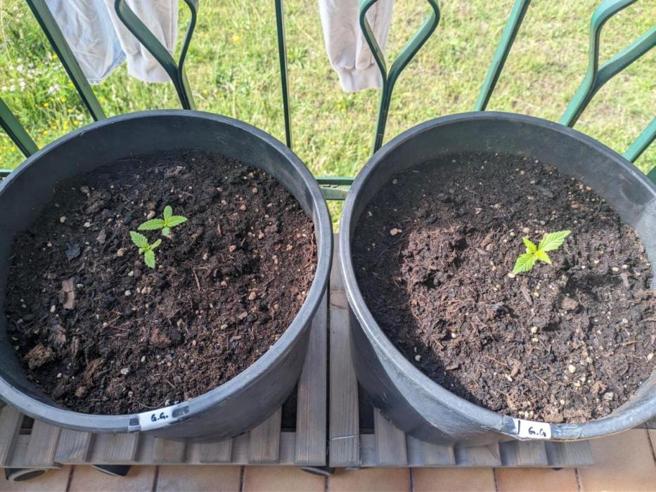 Apes Are Stronger Together (Feat. GG). Week 2 - Nothing really new or special, it was rainy and they grew very little