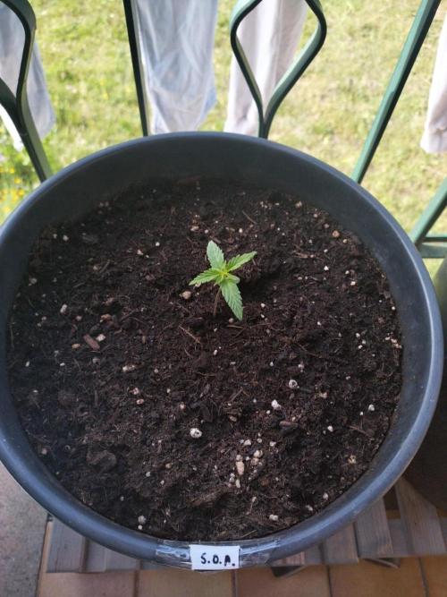 Sticky Growth in the Mountains. Week 2 - One faster Sticky Orange seedling
