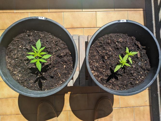 Gorilla Auto. Week 3