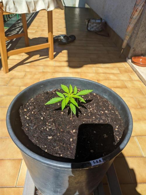 Sticky Growth in the Mountains. Week 3