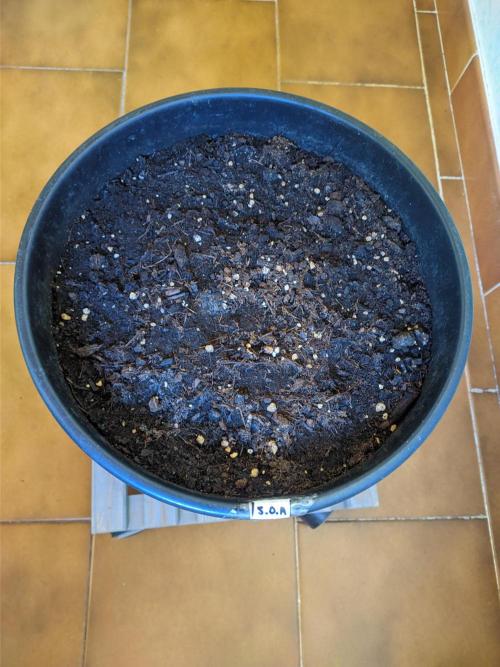 Sticky Growth in the Mountains. Week 3