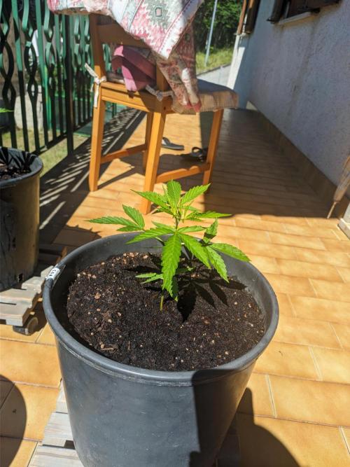 Sticky Orange XXL. Week 4