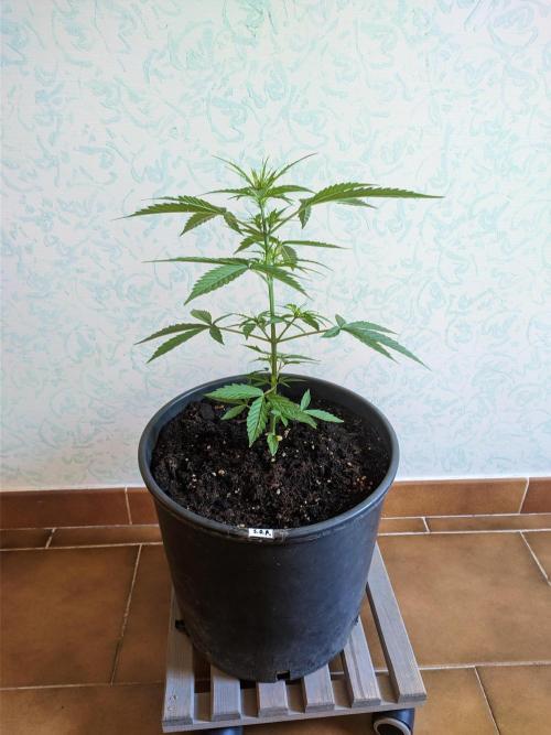Sticky Orange XXL. Week 5