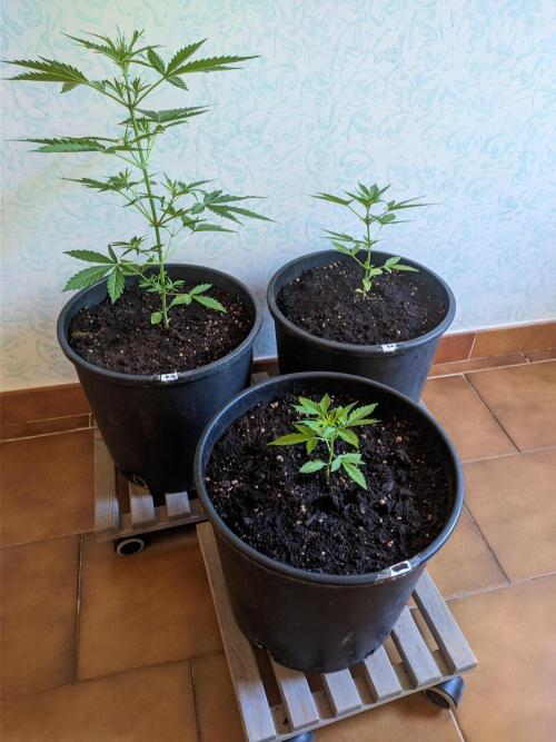 Gorilla Auto. Week 5