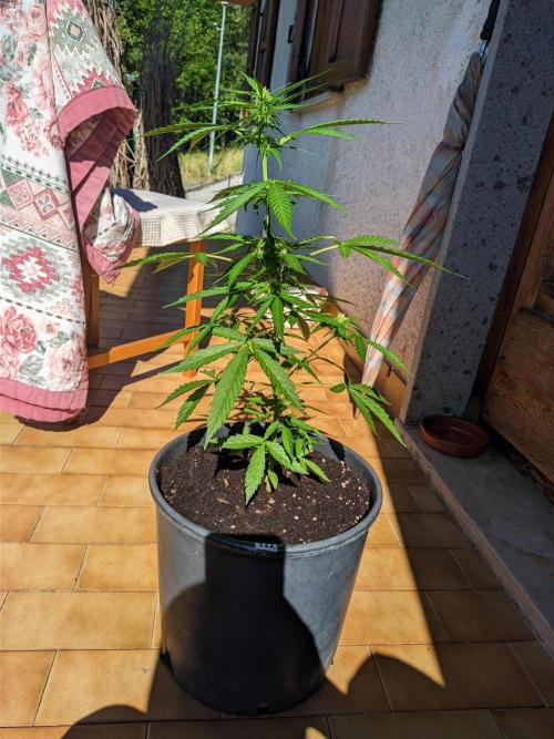 Sticky Orange XXL. Week 6