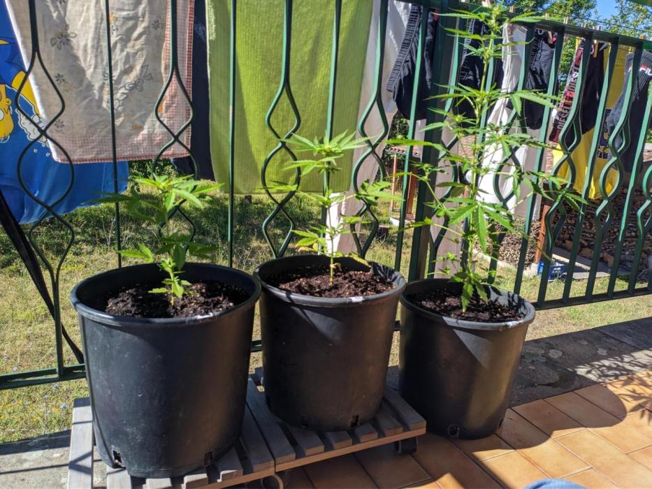 Apes Are Stronger Together (Feat. GG). Week 6