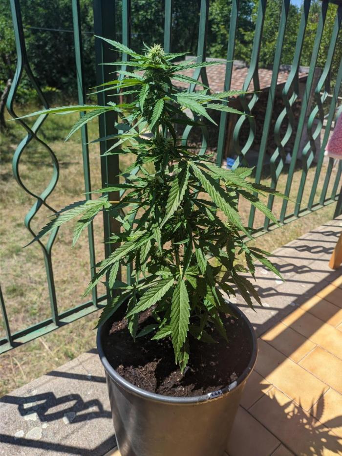Sticky Growth in the Mountains. Week 7
