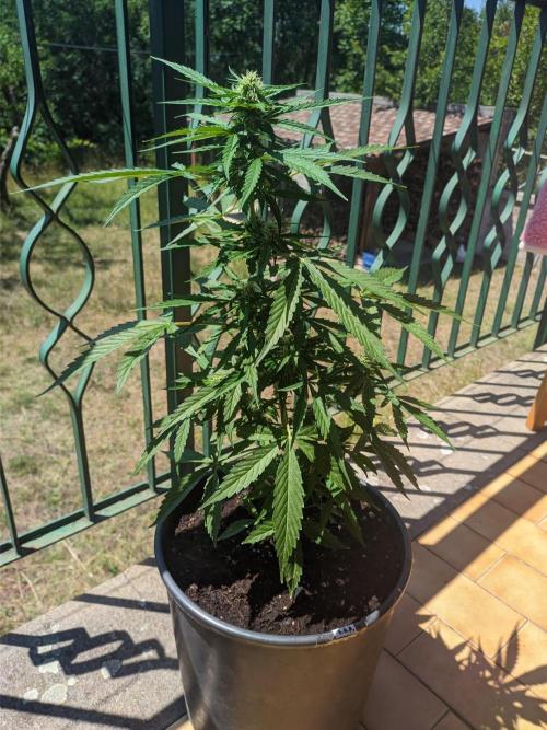 Sticky Orange XXL. Week 7