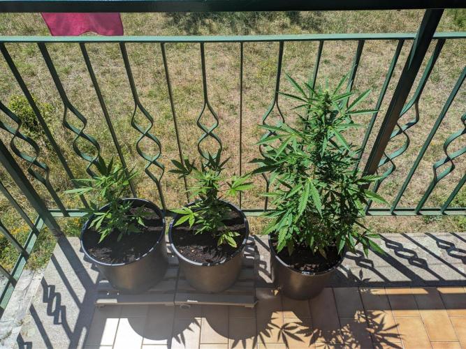 Gorilla Auto. Week 7