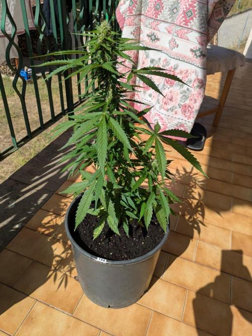 Sticky Orange XXL. Week 8