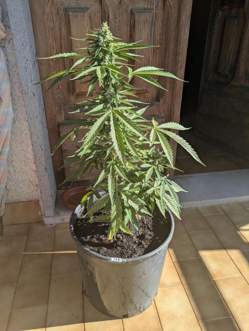 Sticky Orange XXL Auto. Week 9