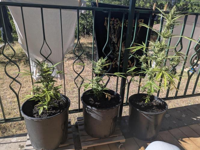 Gorilla Auto. Week 9