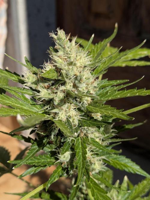 Apes Are Stronger Together (Feat. GG). Week 10 - COLA OF GORILLA AUTO (SHORT1)