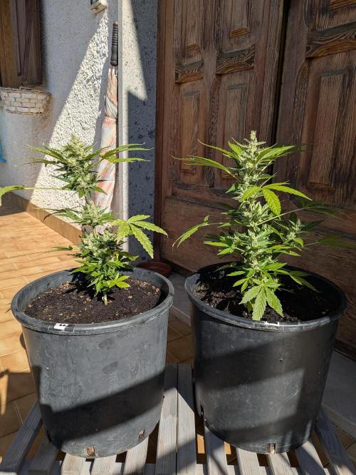 Apes Are Stronger Together (Feat. GG). Week 10 - GORILLA AUTO SHORT ONES
