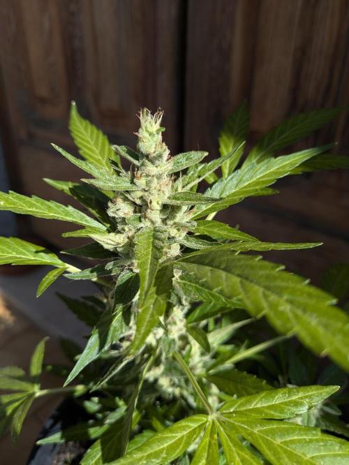 Apes Are Stronger Together (Feat. GG). Week 10 - COLA OF GORILLA AUTO (SHORT2)